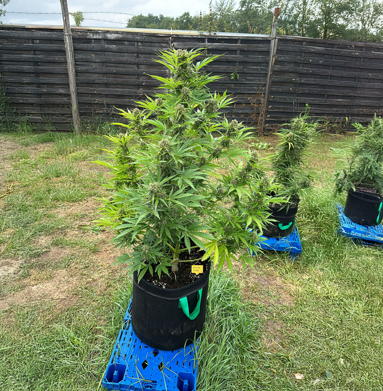 Grundlagen des Cannabis-Anbaus: Indoor vs. Outdoor Grow | Grow Expert