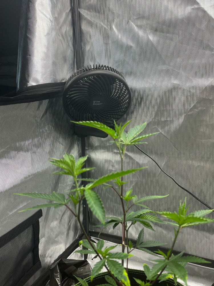 Grow Clip Ventilatoren Ratgeber: Optimale Luftzirkulation